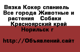 Вязка Кокер спаниель - Все города Животные и растения » Собаки   . Красноярский край,Норильск г.